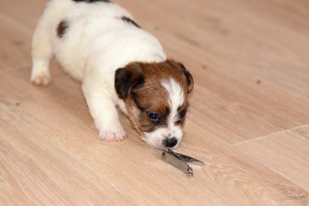 Jack Russel teriér s PP - Vagabond - 6