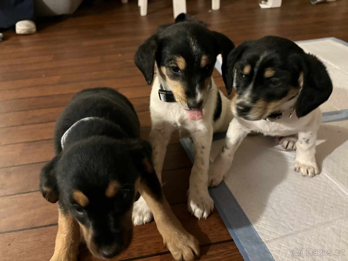 Štěňátka - 6