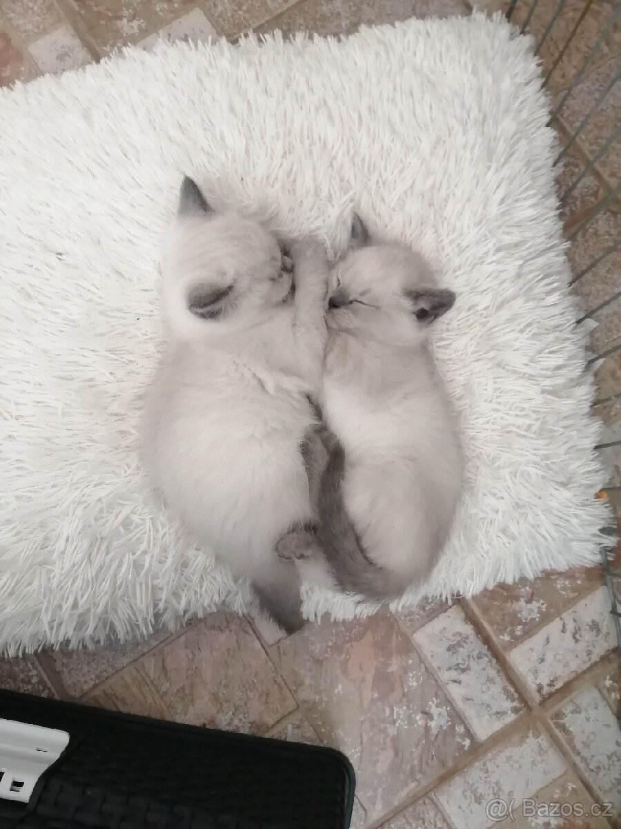 Krytí britský colorpoint blue-Praha západ - 6