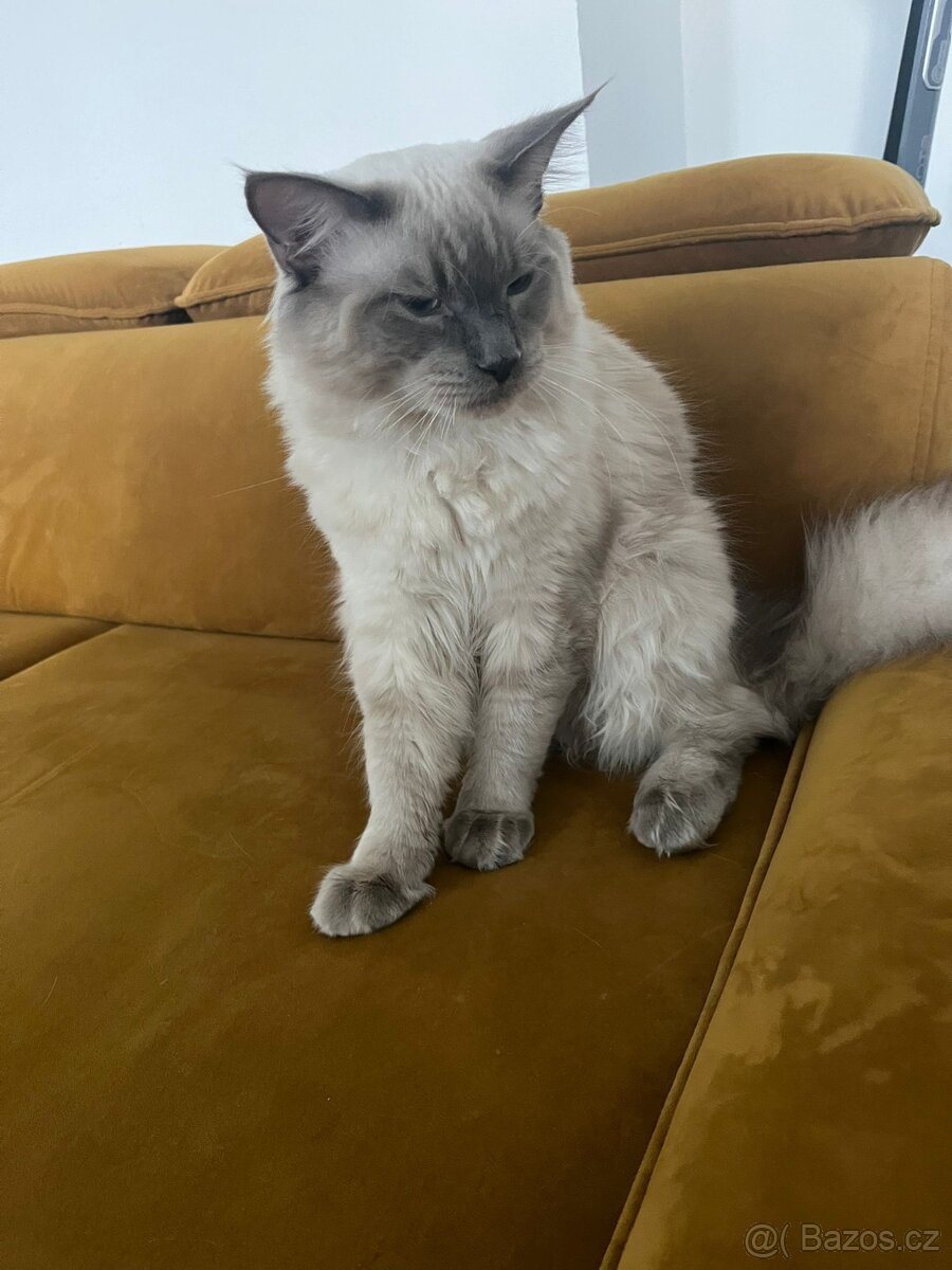 Ragdoll Kocour bez PP - 6