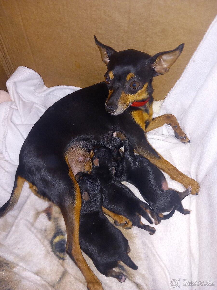 Pražský krysařík - 6