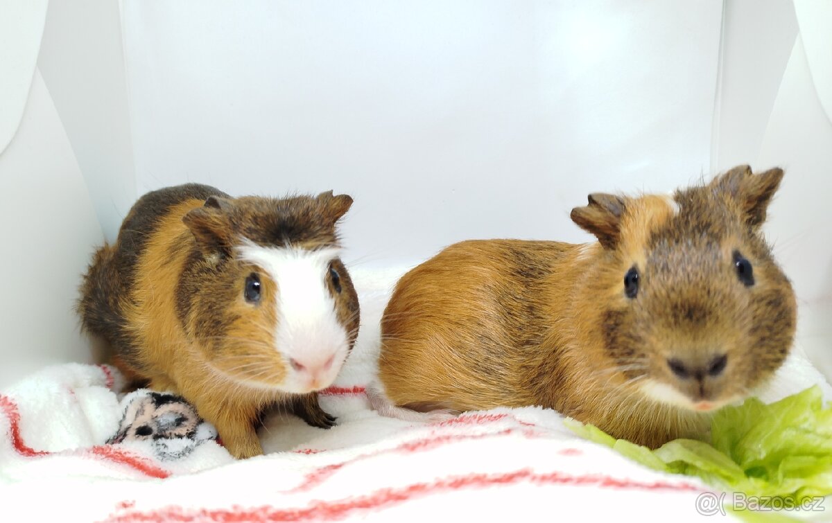 Morče, morčata, morčátko - JACOB a JAMES - 6