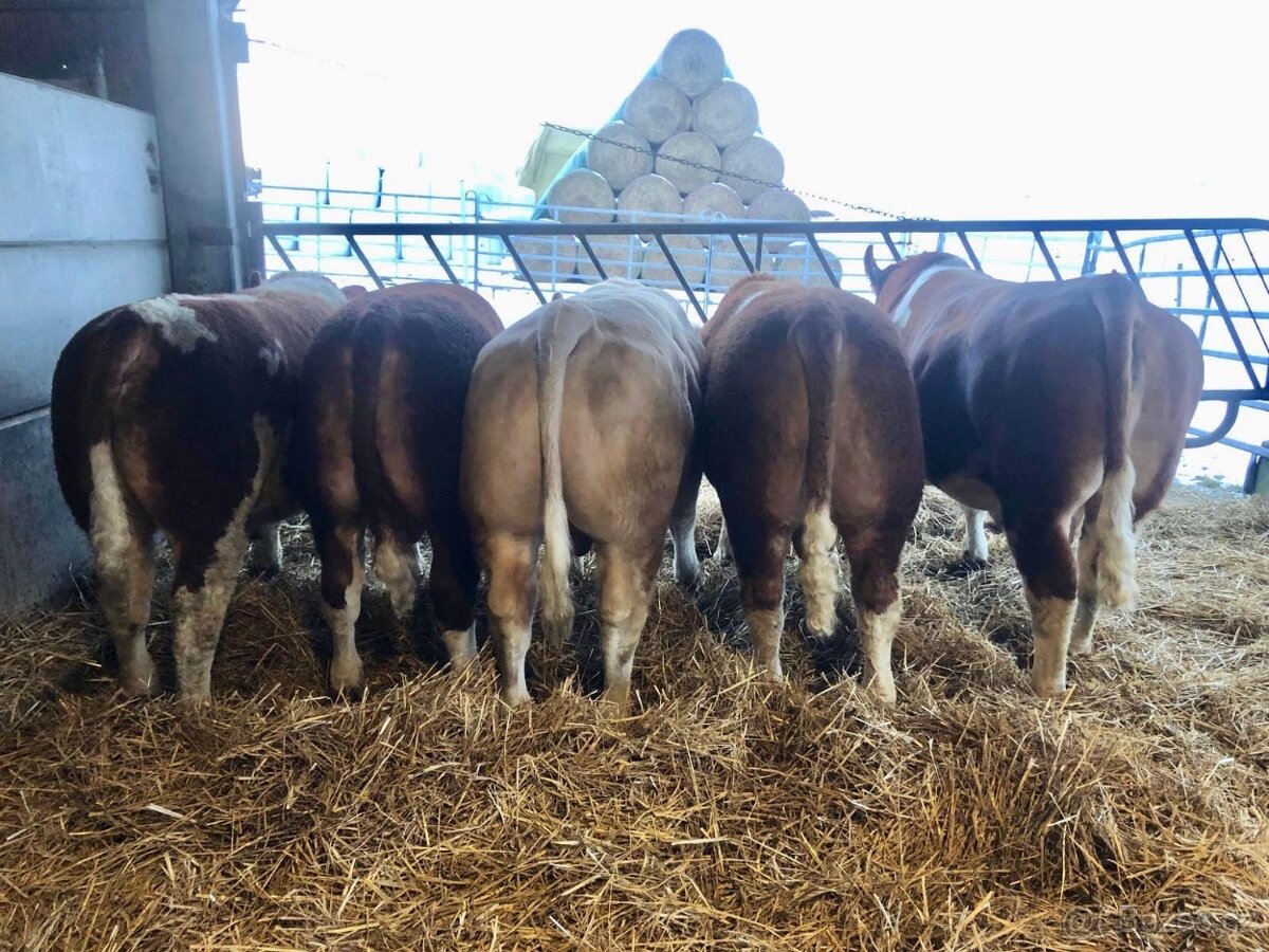 PLEMENNÍ BÝCI MASNÝ SIMENTÁL - 6