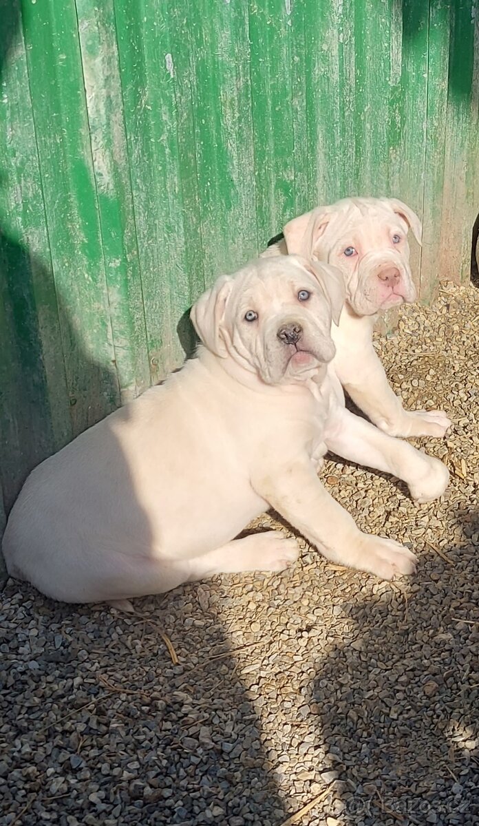 CANE CORSO STRAW/WHITE a modré - 6