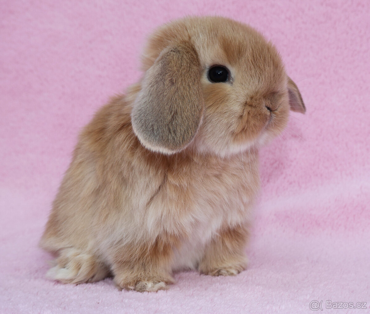 NHD beránek samička . - 6