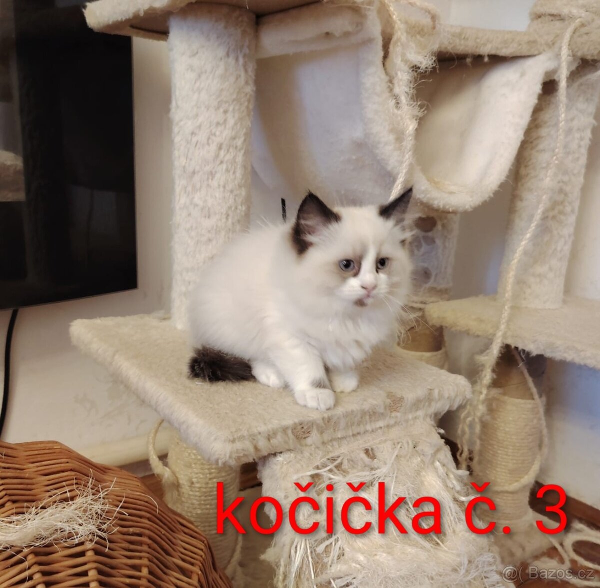 Ragdoll koťátka - 6