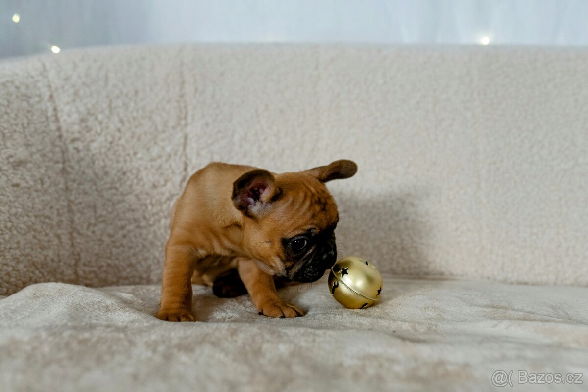 Francouzský buldoček - 6
