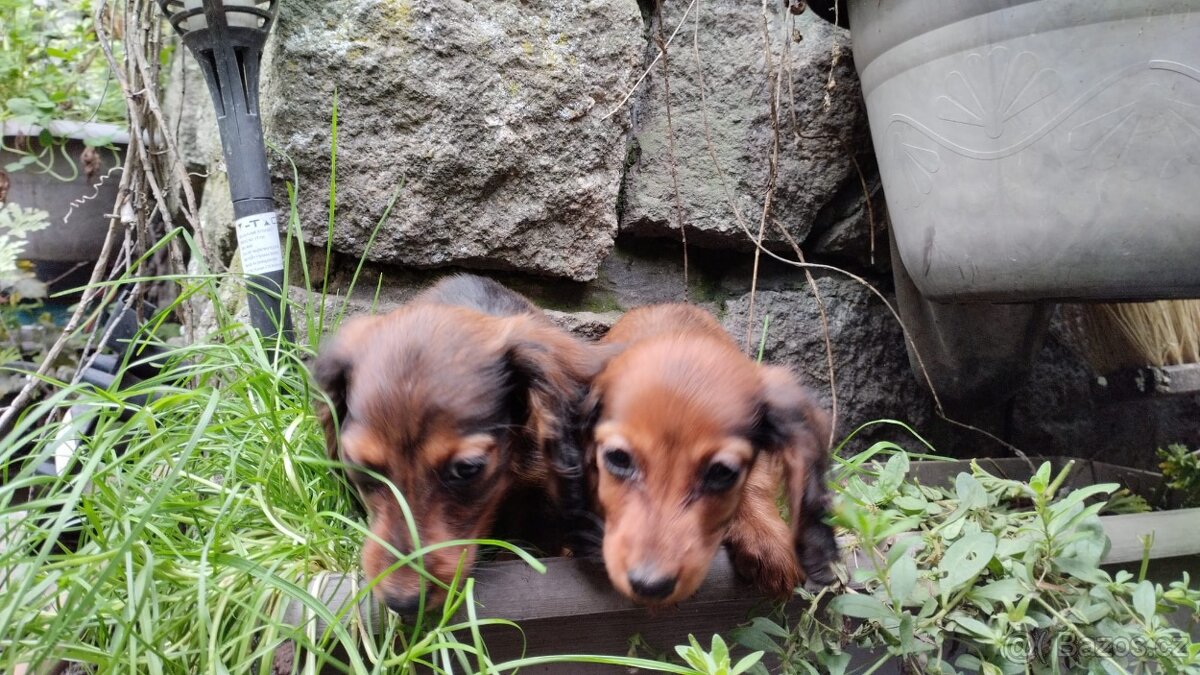 Jezevčík dlouhosrstý trpasličí - 6