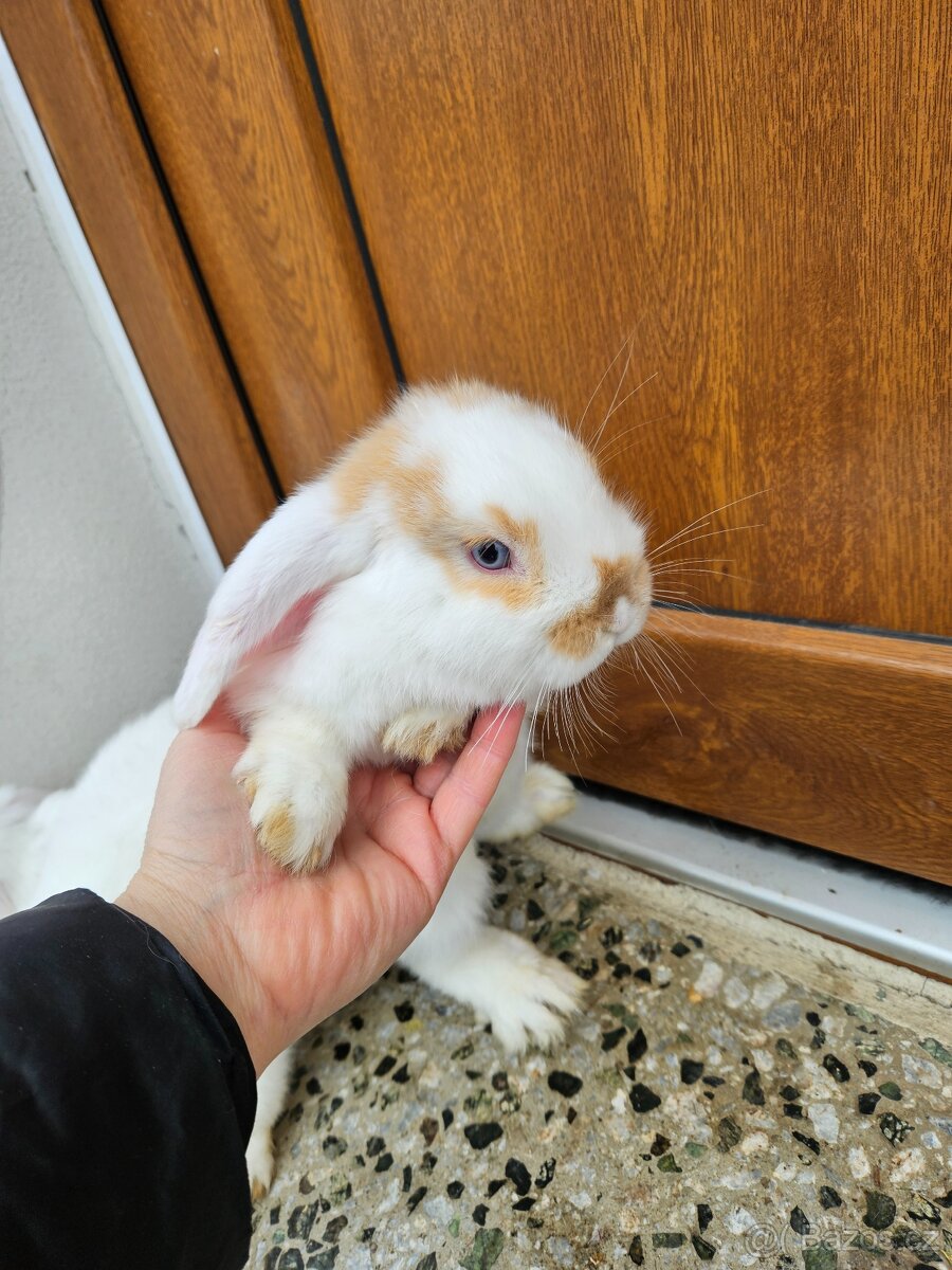 Zakrslý králík - 6