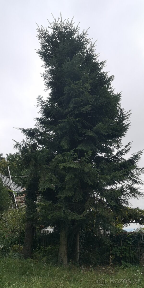 Prodám chvojí z jedle bělokoré - 6