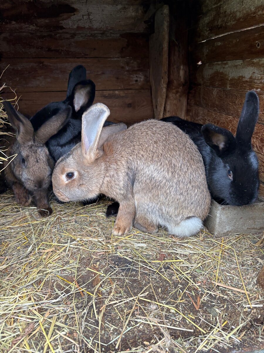 Prodám Králíky - 6
