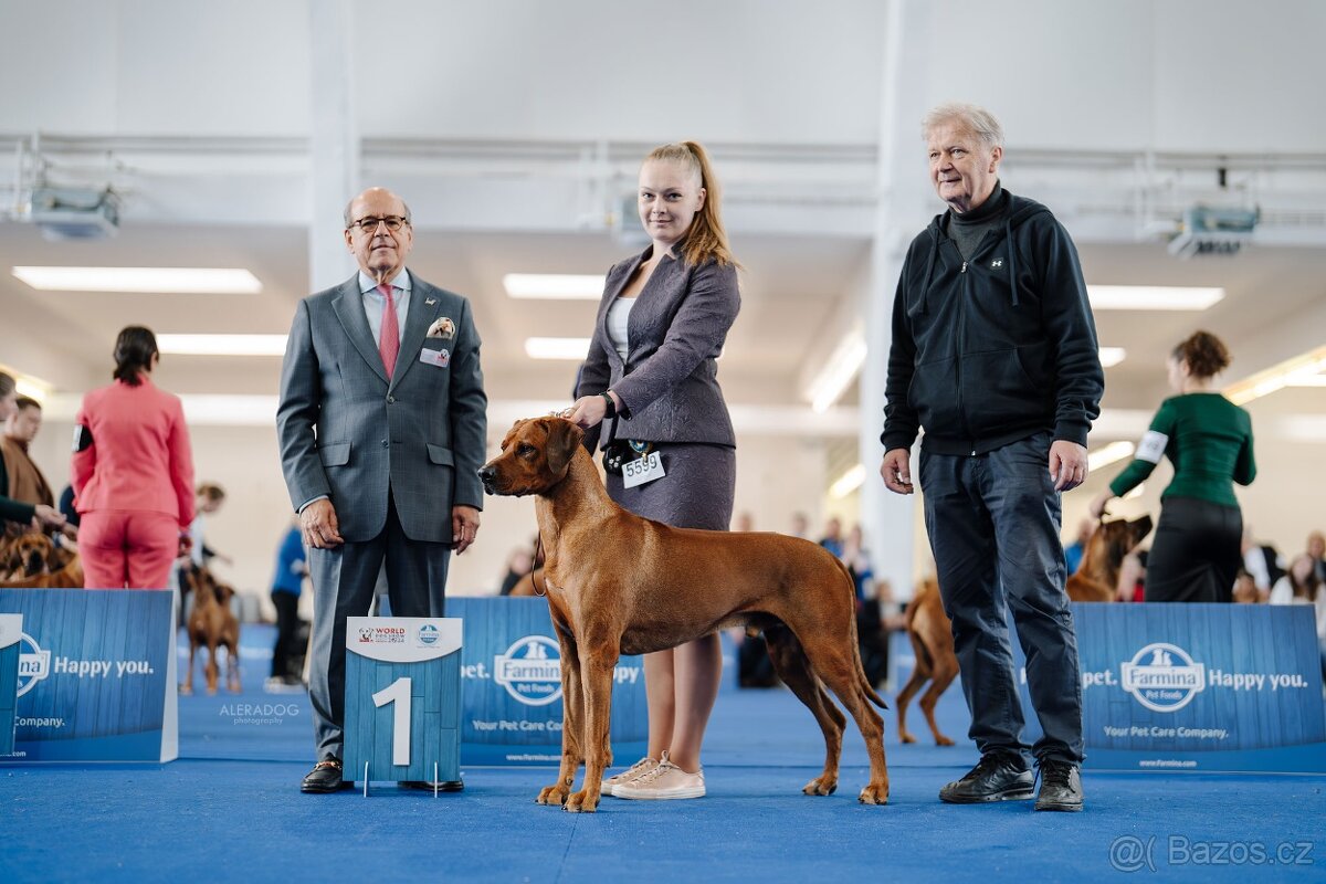Štěňata rhodéského ridgebacka - 6