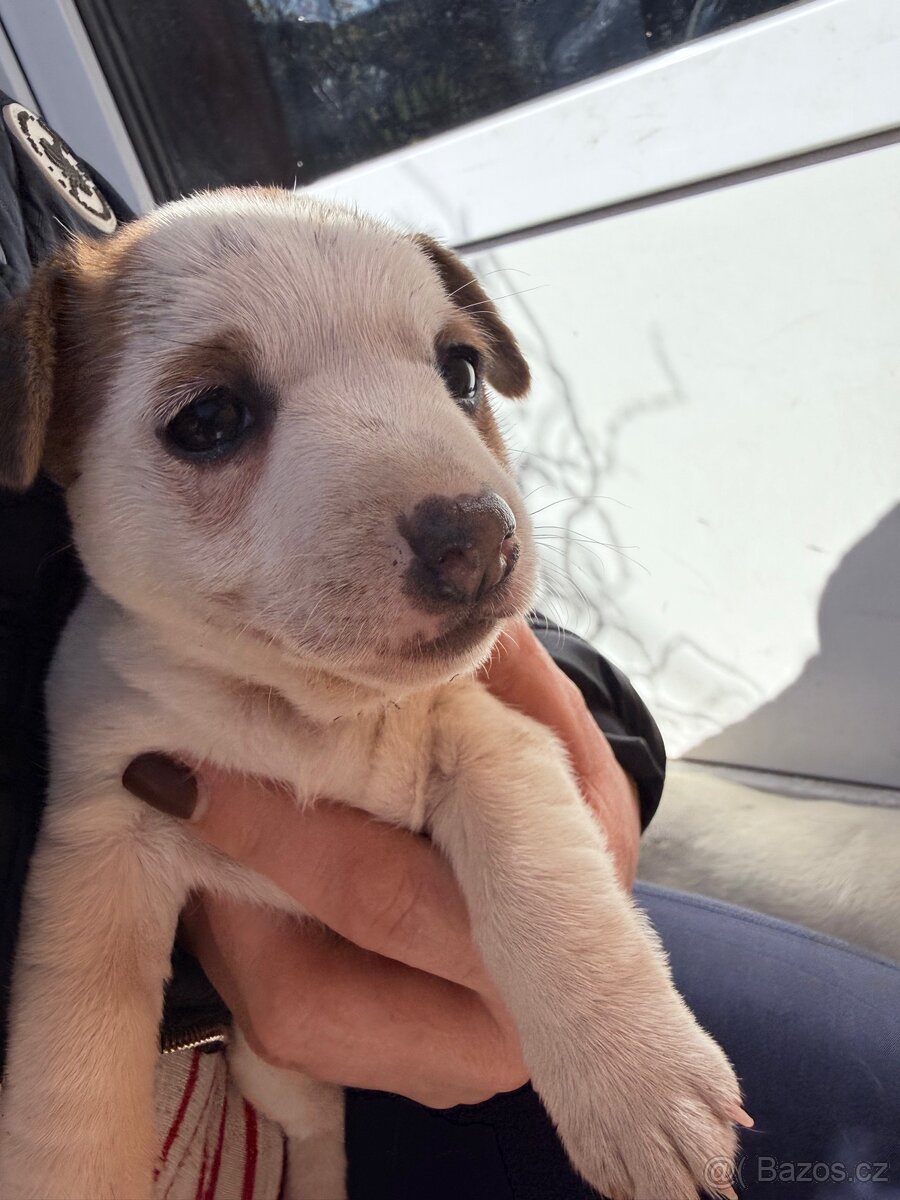 Jack russell teriér - 6