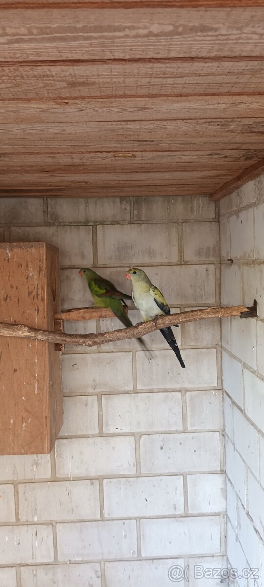 Papoušek horský modrý - 6