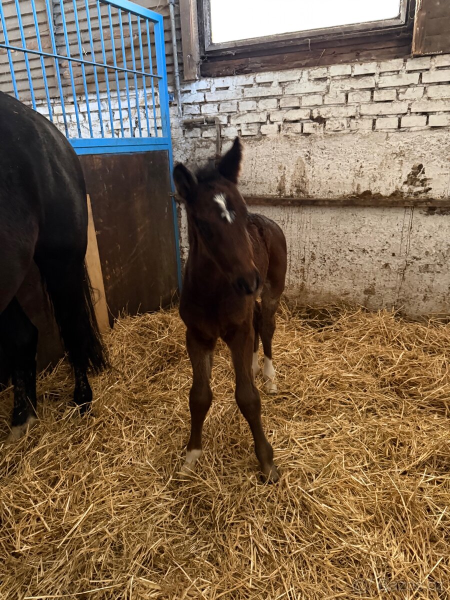 5letá ČT klisna na prodej - 6