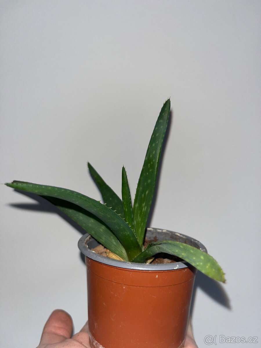 Aloe okrasné - 6