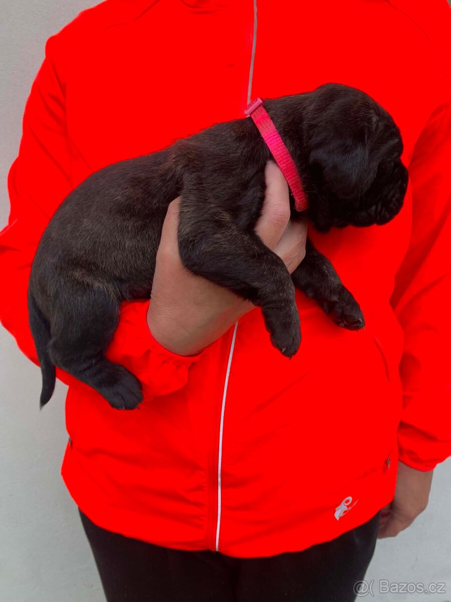 Štěňátka Cane Corso s PP - 6