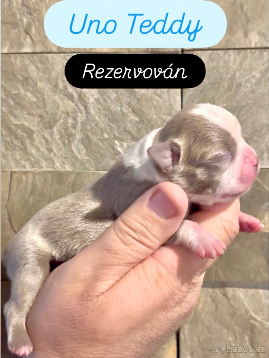 Bostonský teriér s PP - 6