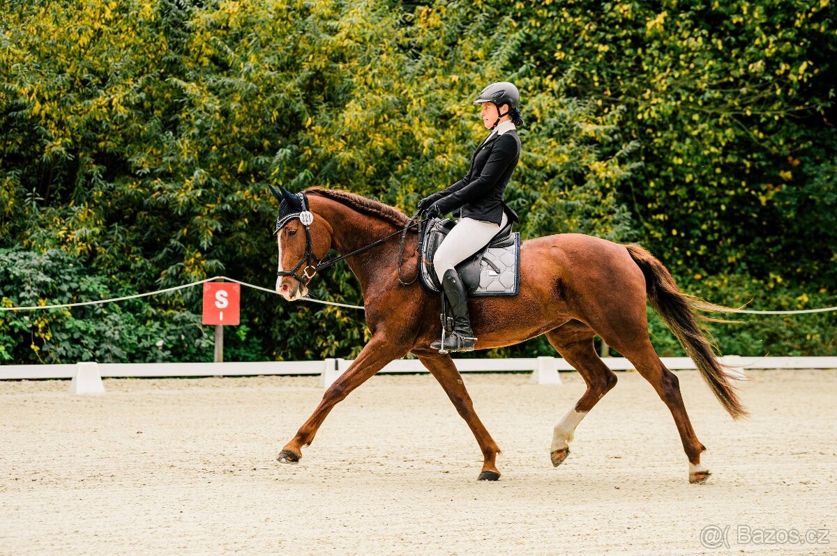 Perfektní klisna pro juniory do mezinárodní všestrannosti - 6