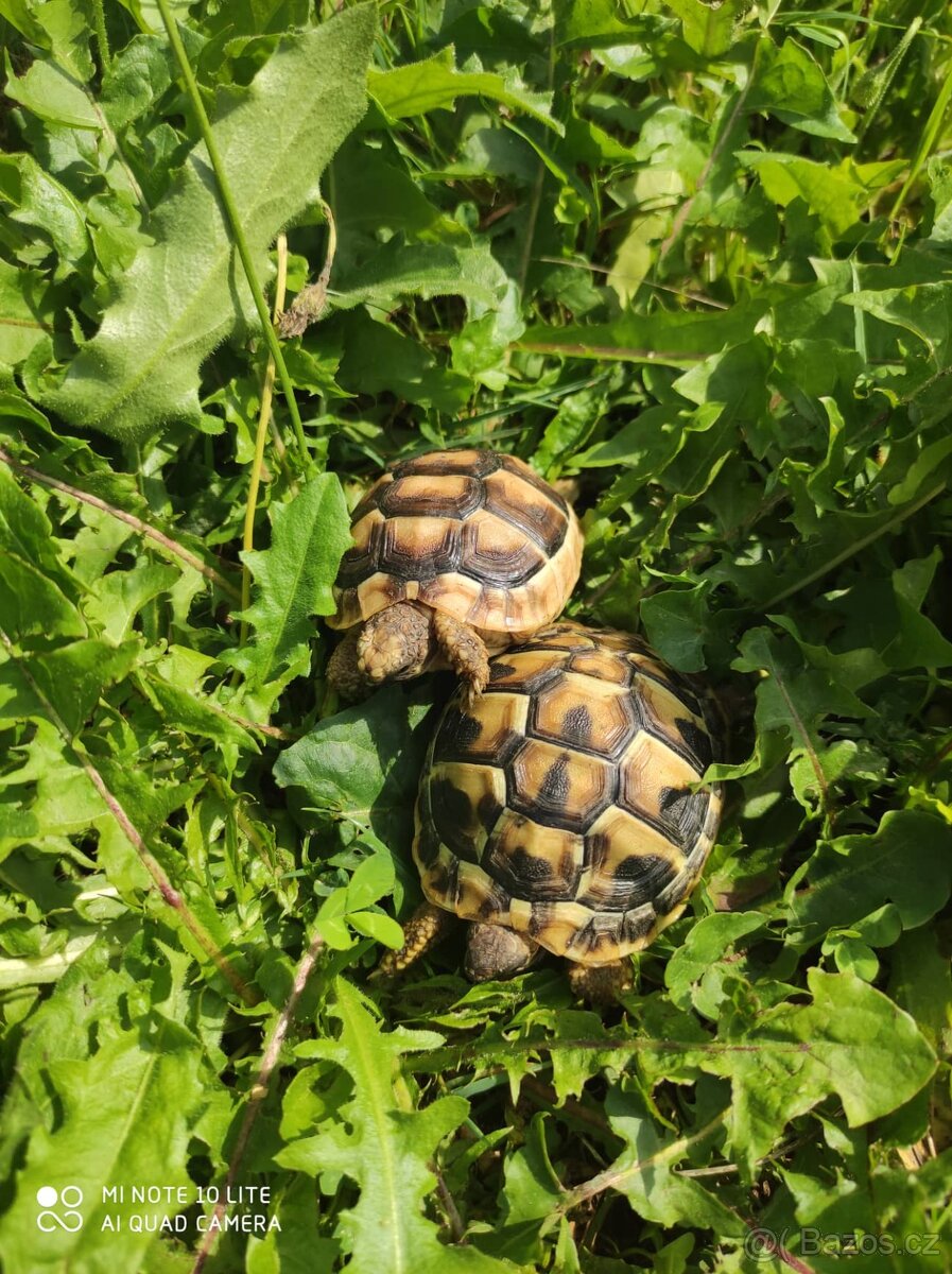 suchozemská želva zelenavá a vroubená, terárium - 6