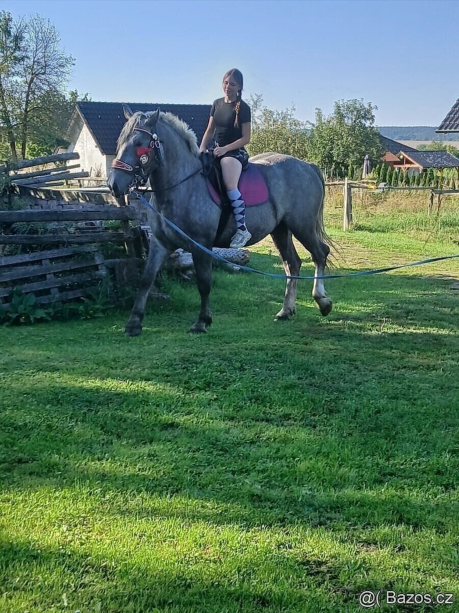 Prodám kobylu - 6