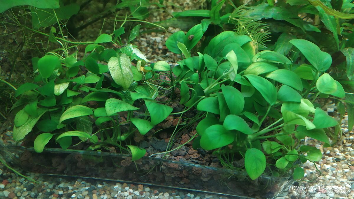AKVARIJNÍ ROSTLINY -RŮŽKATEC - 6