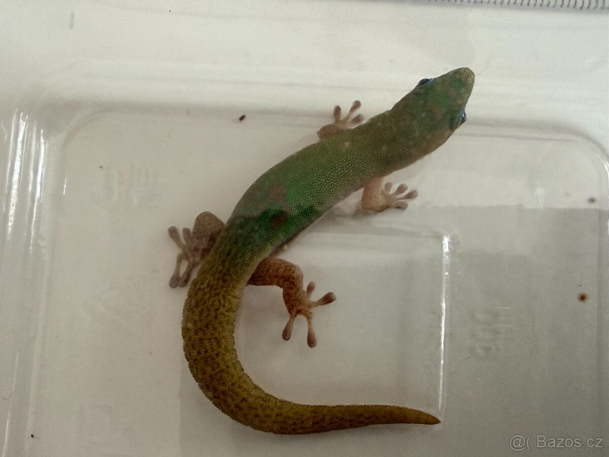 Felsuma zlatoocasá (Laticauda) 2 mláďata, samec a samice - 6