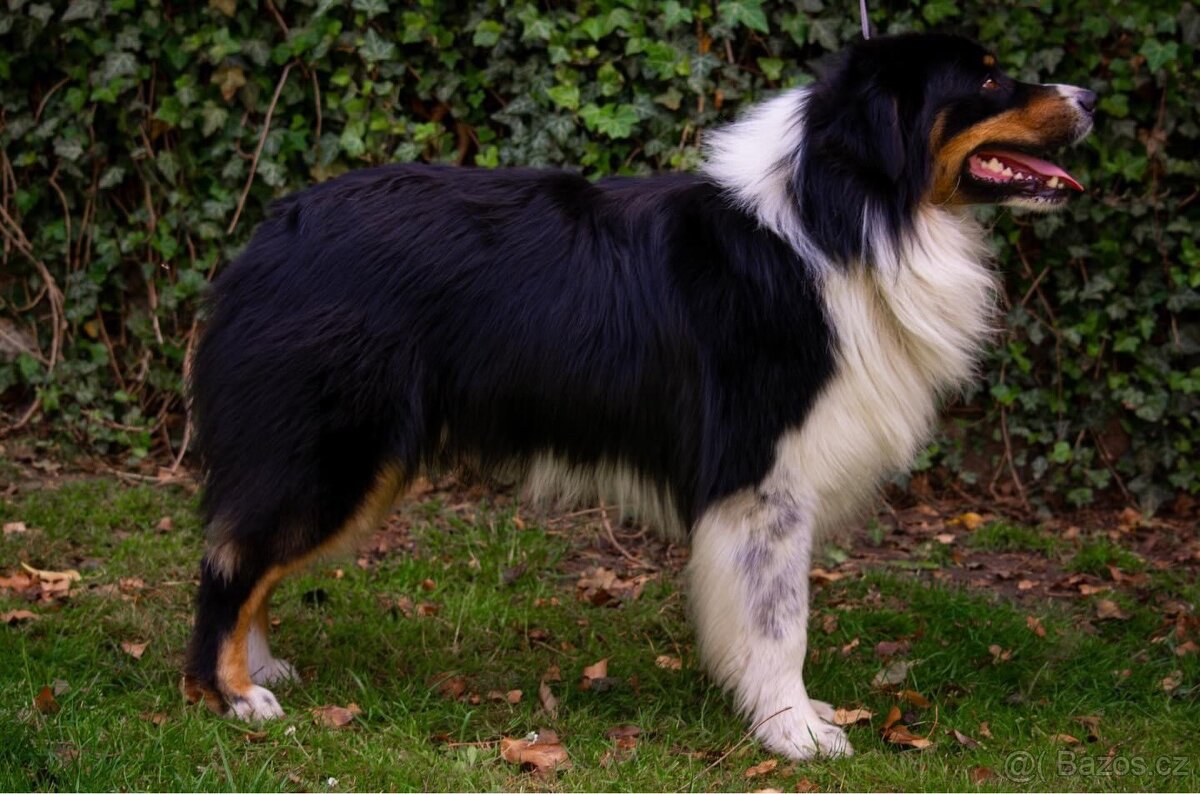 Krytí chovným psem- Australský ovčáka s PP - 6