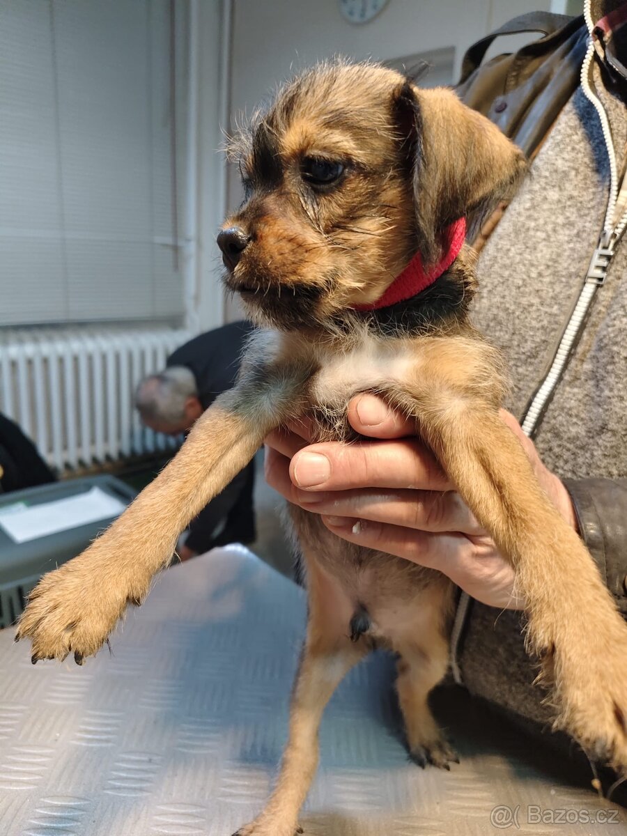 Prodám štěňata - 6