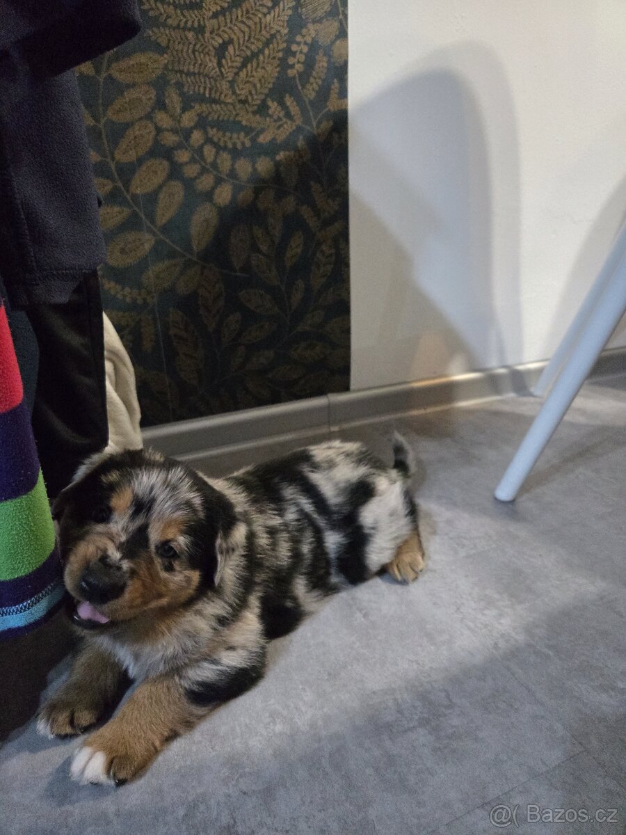 Štěňata Rottweiler × Australský ovčák - 6