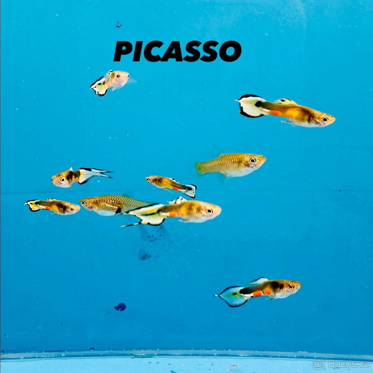 Endlerky čisté linie - 6