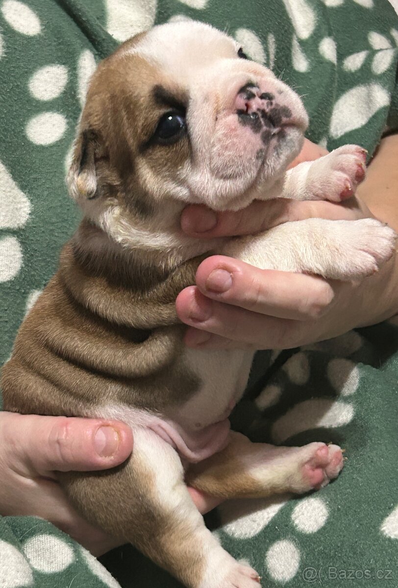 Anglický buldok s PP FCI - 6