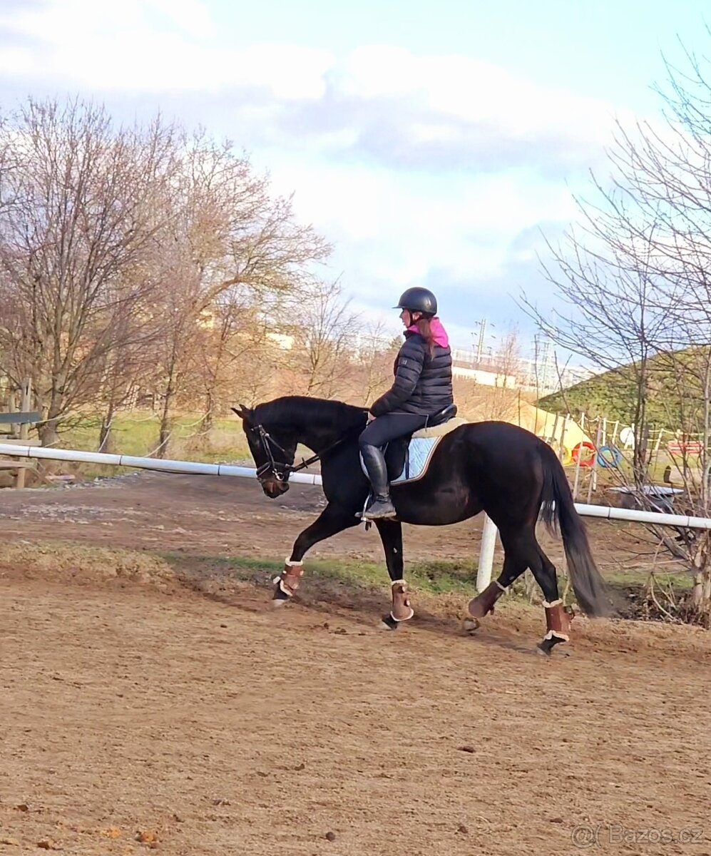 Krásný mladý dámský koník - 6