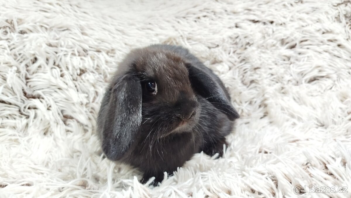 Zakrslý beránek, králíček, králík - BRUNO - 6