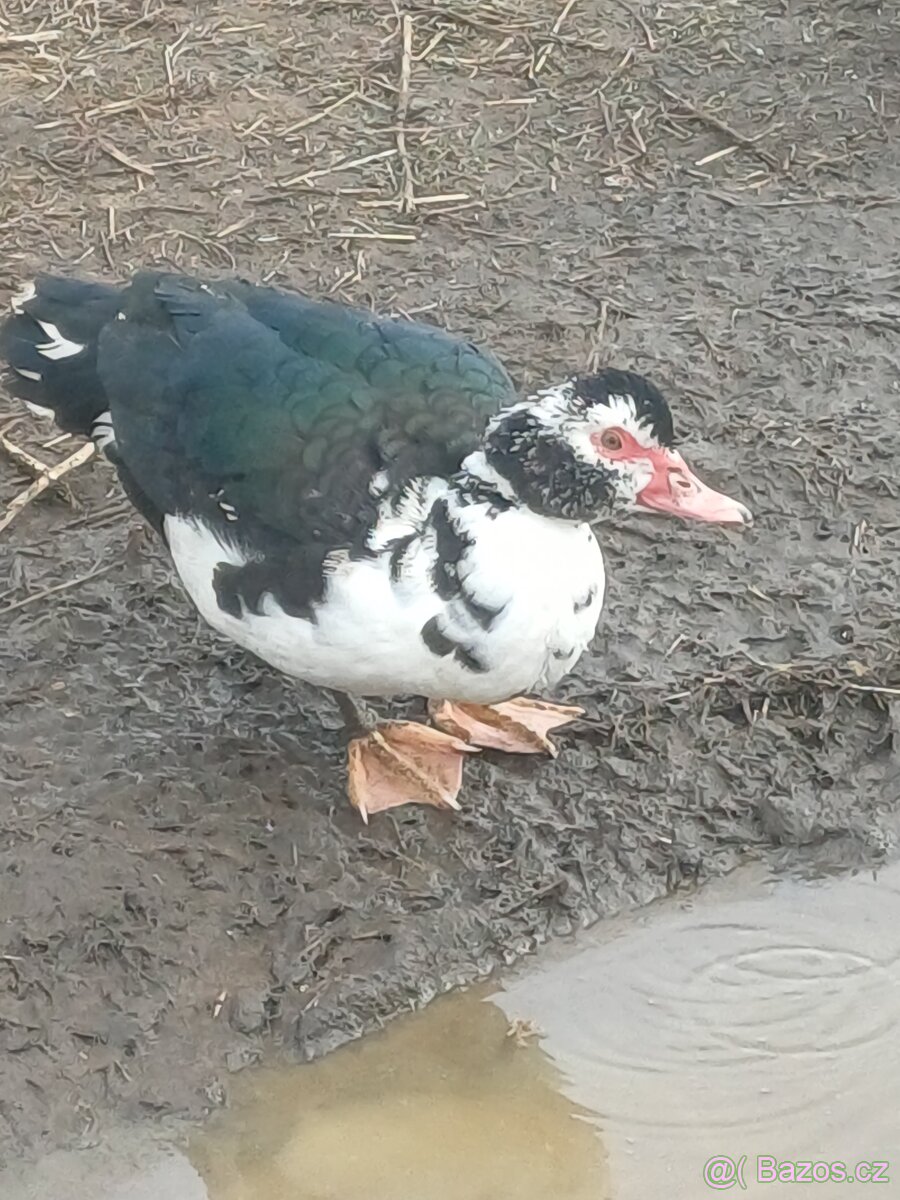 Kachna pižmová - 6