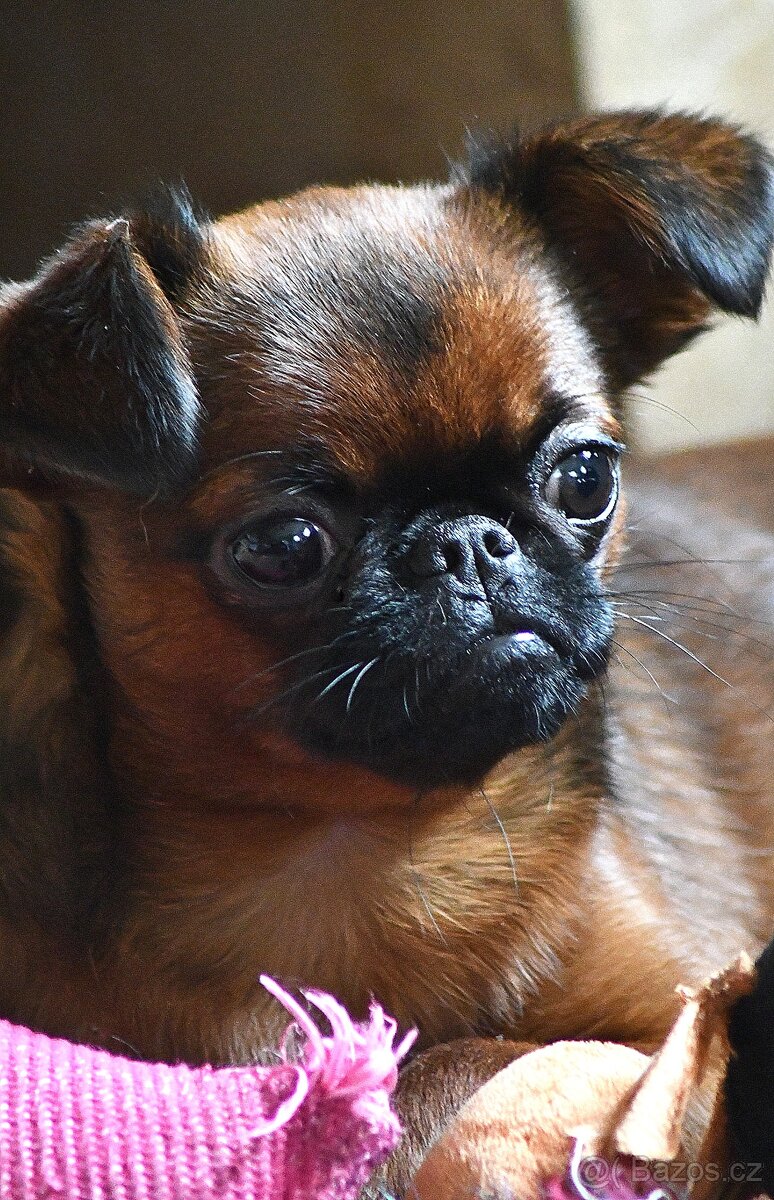 brabantík - štěně s pp - 6