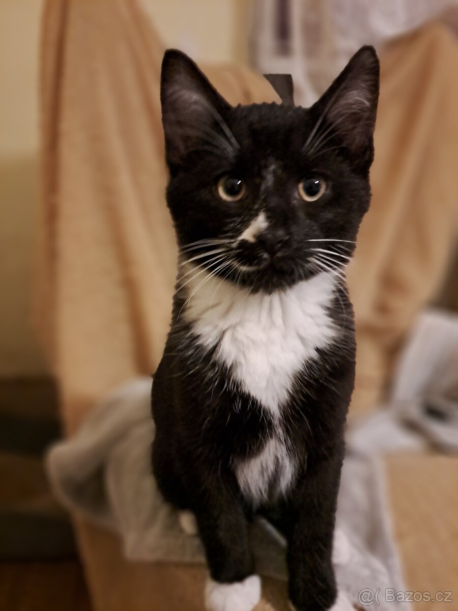 Tříměsíční kocourek - 6