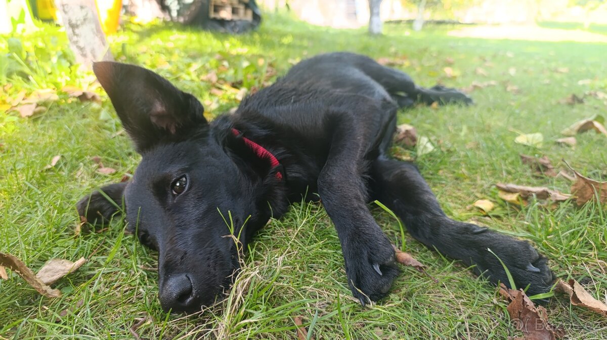 Kříženec, fena 9 měsíců hledá domov - 6