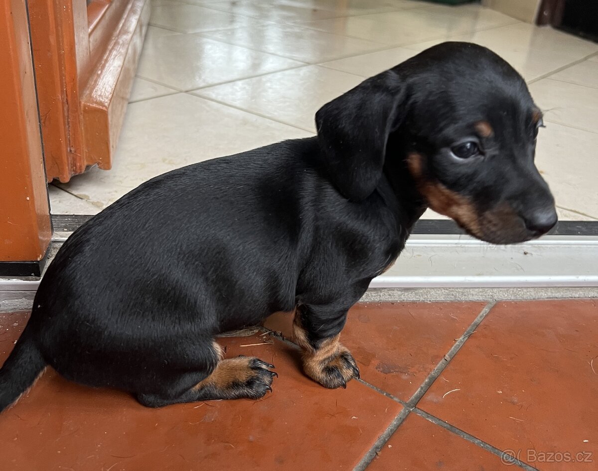 štěně jezevčík hladkosrstý standardní - 6