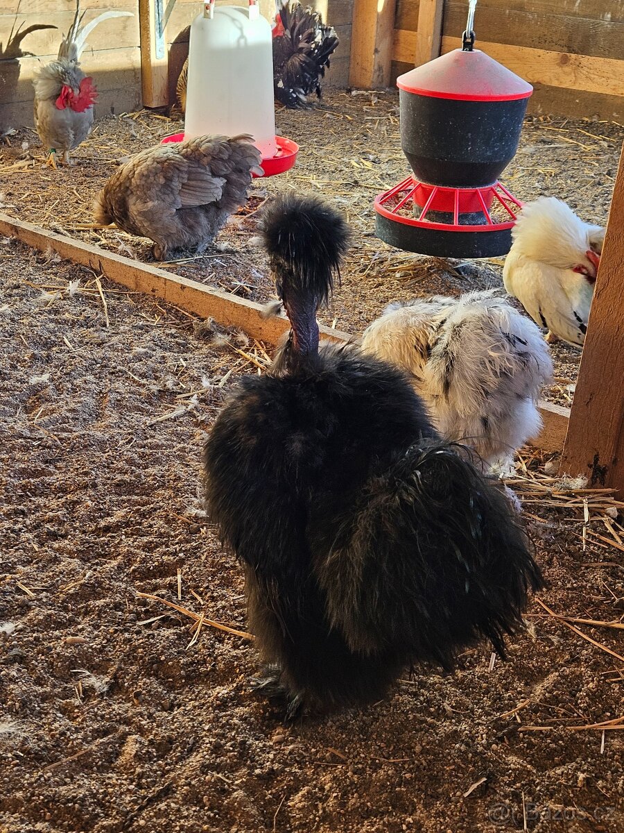 1+1 USA hedvábničky - 6