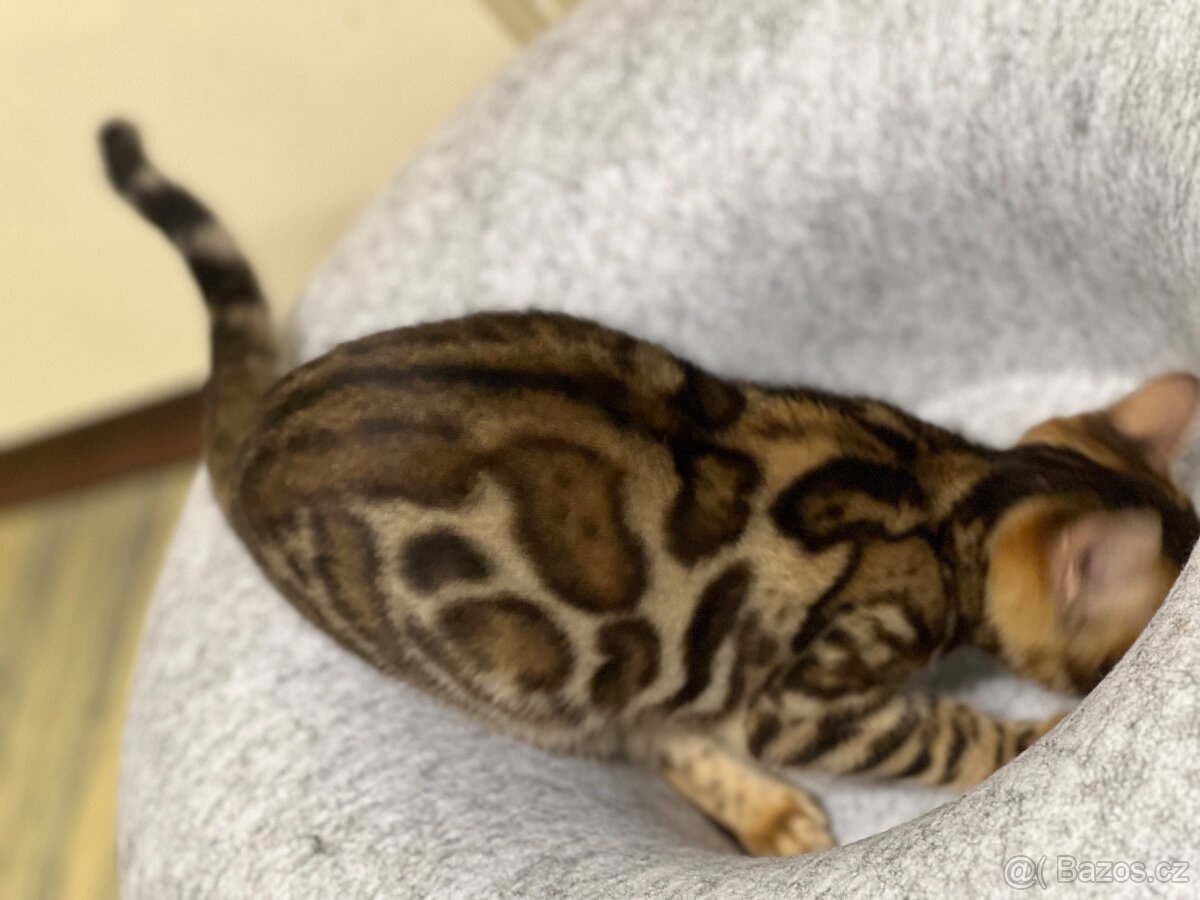 Bengálská kočička a kotě s PP - 6