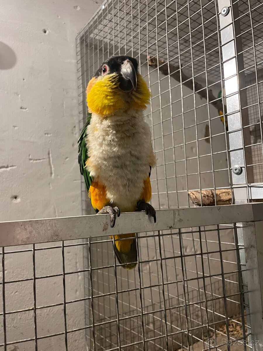 Amazonek černotemenný - 6