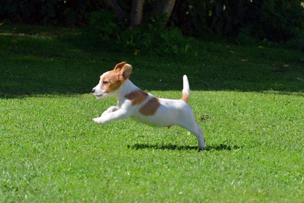 Jack Russel teriér s PP - TUWE - 6