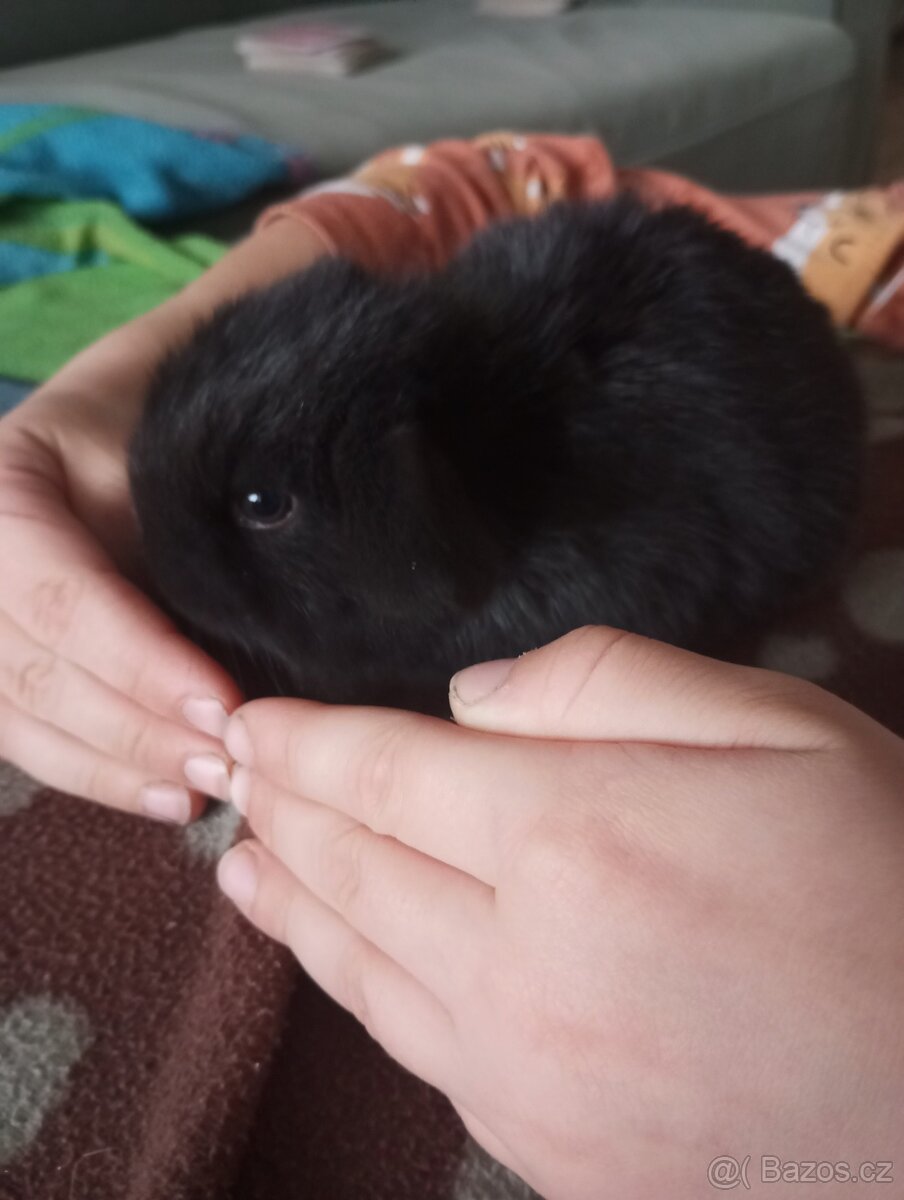 Zakrslý beránek králíček - 6