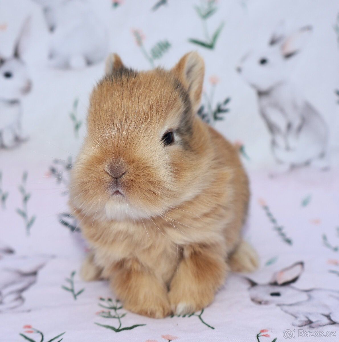 Zakrslý krátkouchý králíček malinká LOT samička - 6