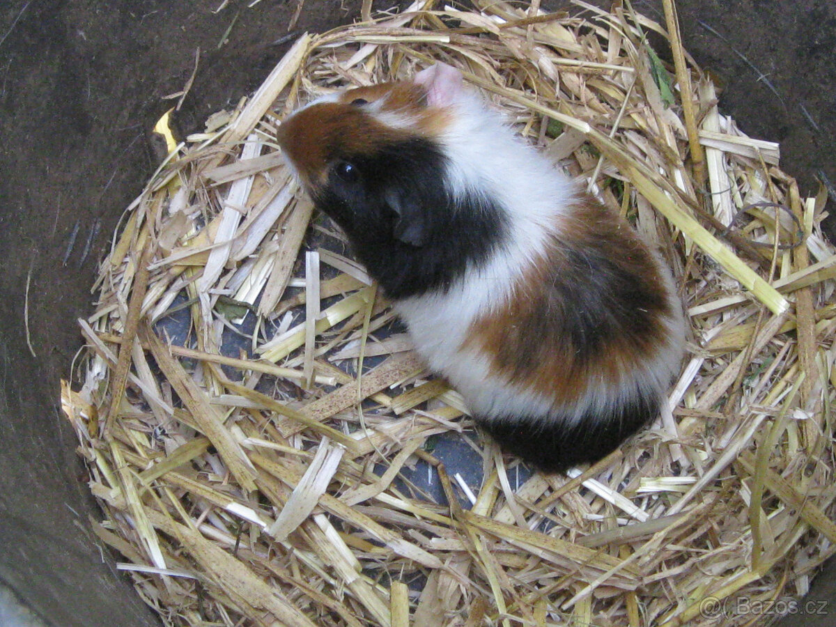 Morčata k chovu a na mazlení - 6