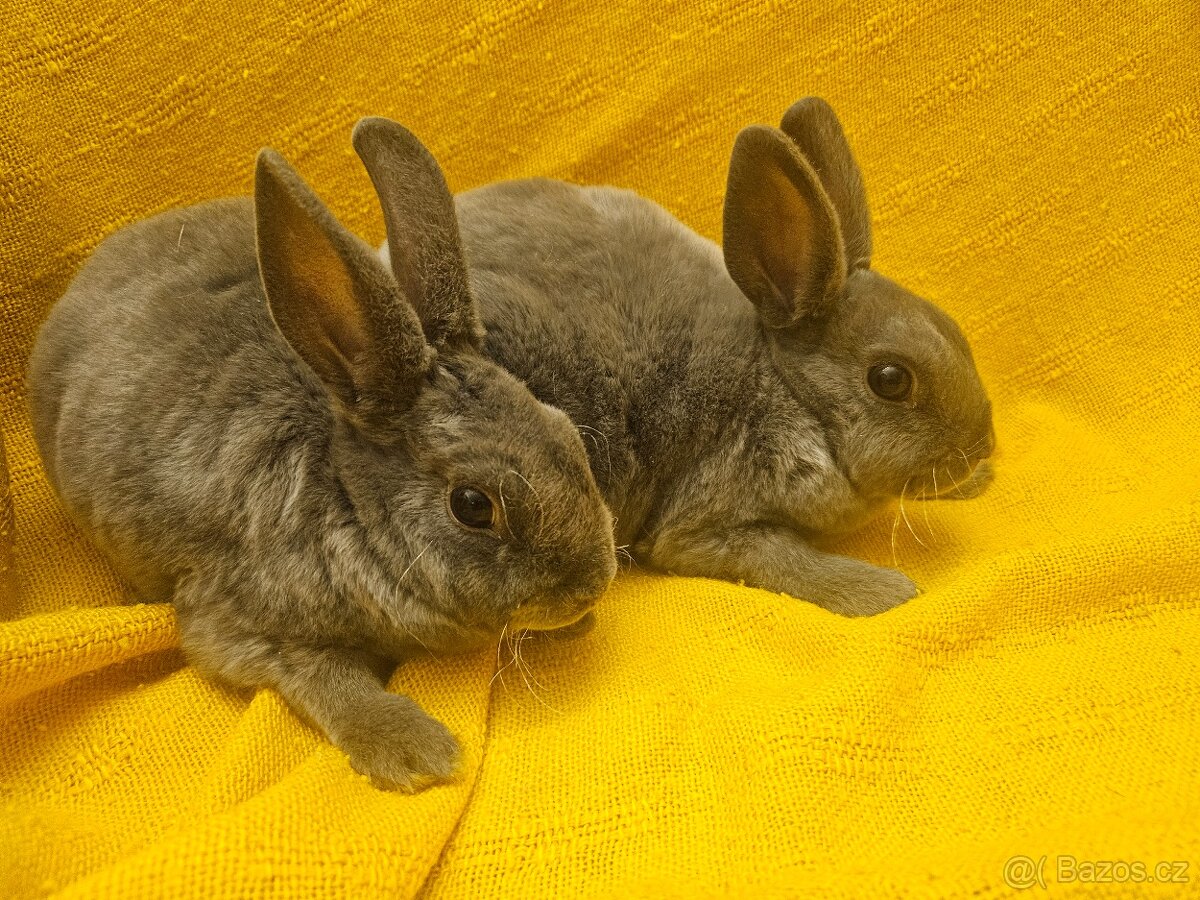 Zakrslý králíček - 6