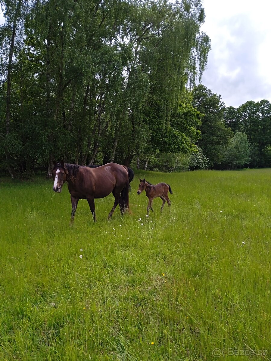 Chovná klisna AQH - 6