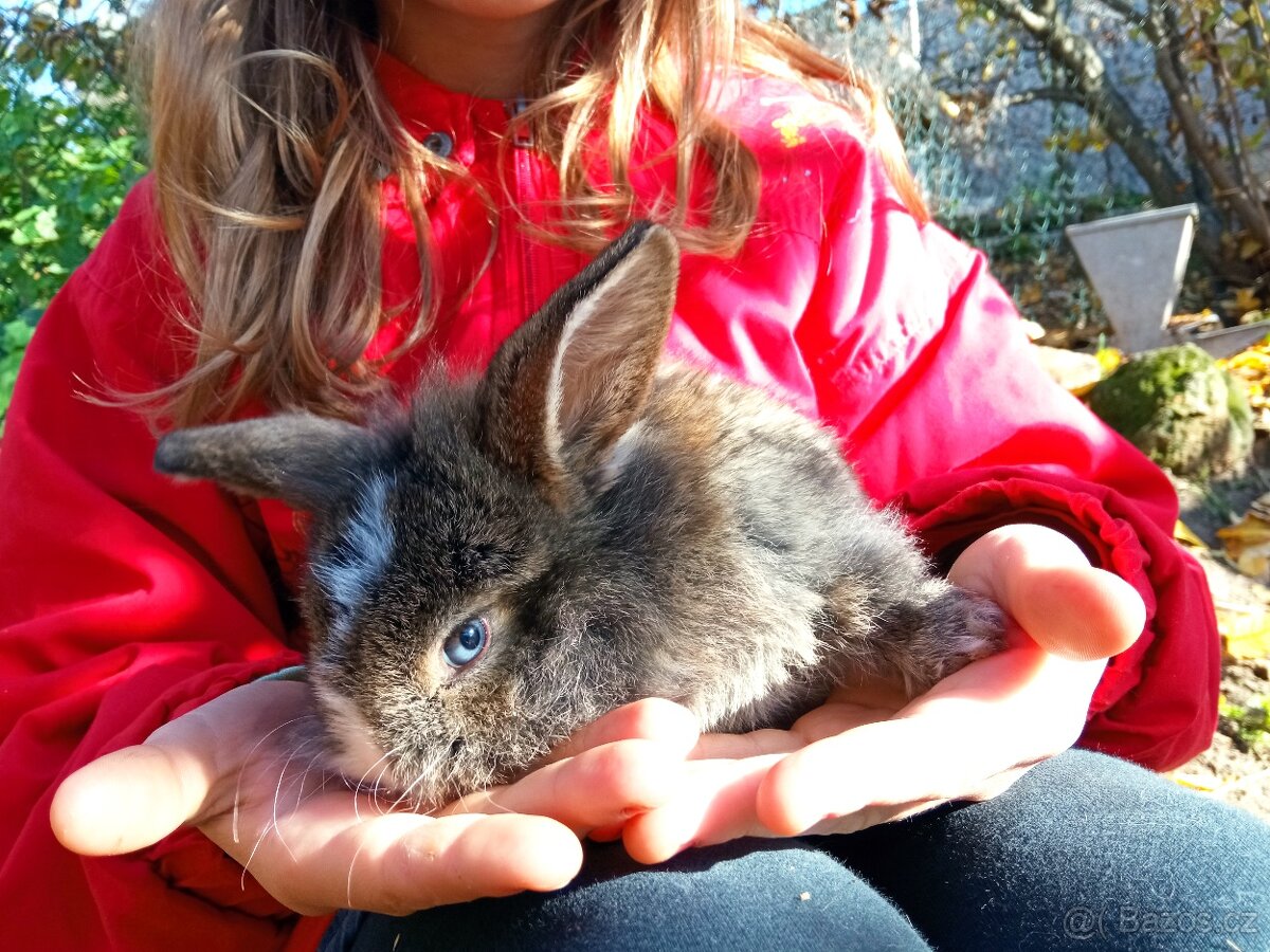 Zakrslý králík - 6