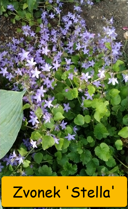 Odkopky trvalek a skalniček - 6